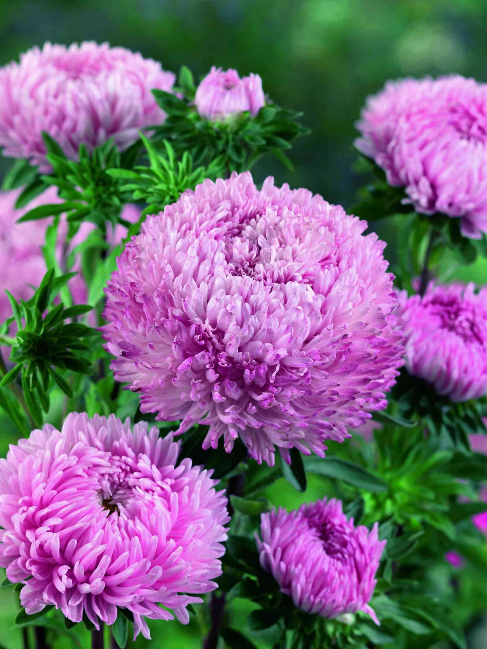 Астра Сиринга Перпл