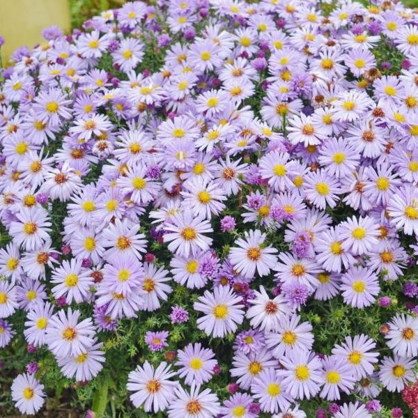 Астра кустарниковая Леди ин блю