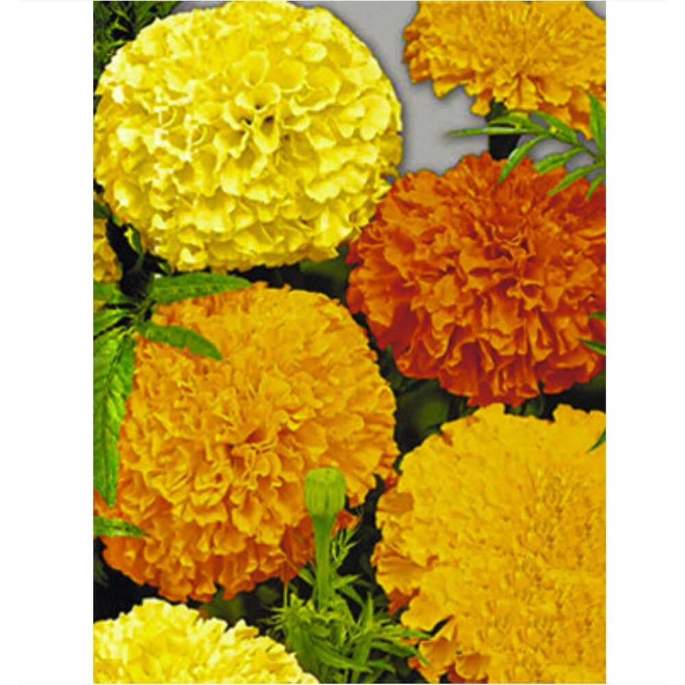 Бархатцы Дюна прямостоячие, смесь сортов