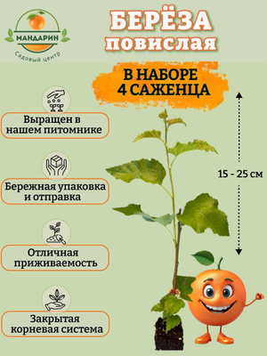Берёза карликовая Повислая