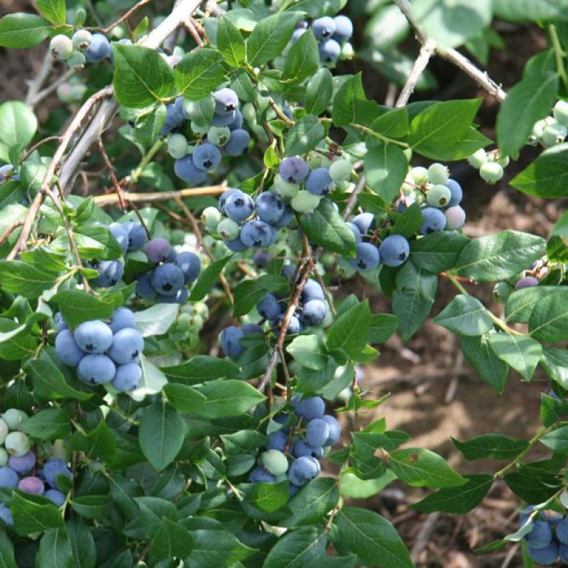 Голубика Дениз голубая