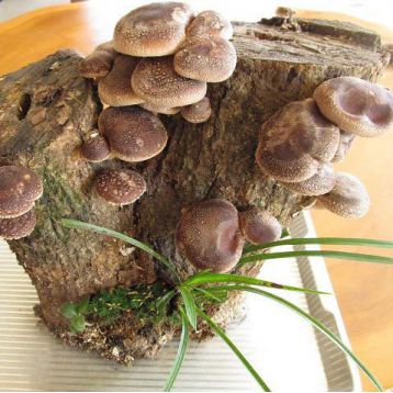 Мицелий грибов Шиитаке на древесной палочке