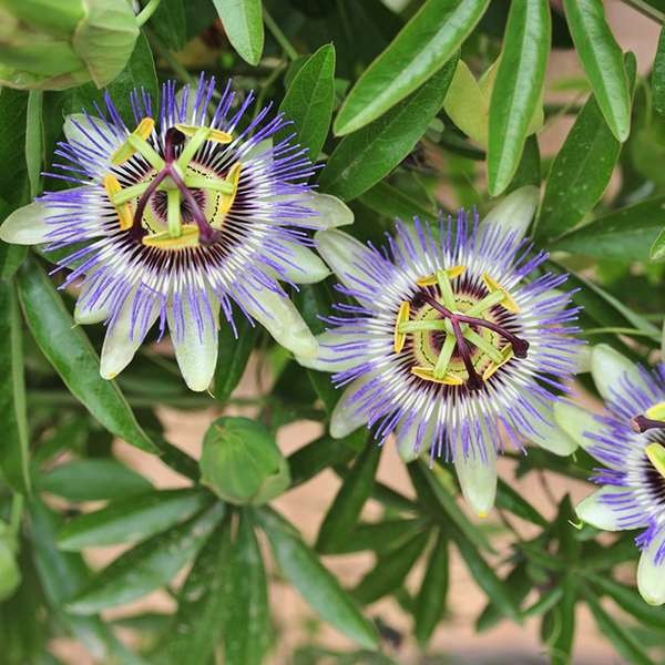 Пассифлора Синяя звезда