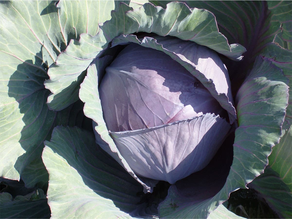 Семена Капуста краснокочанная Рэд джевел F1