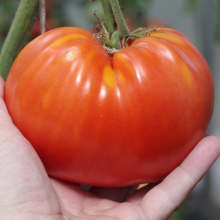 Семена Томат Легенда Коктебеля F1