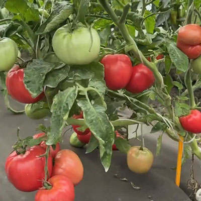 Семена Томат Штамбовый король