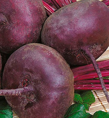 Свекла столовая Подзимняя А 474